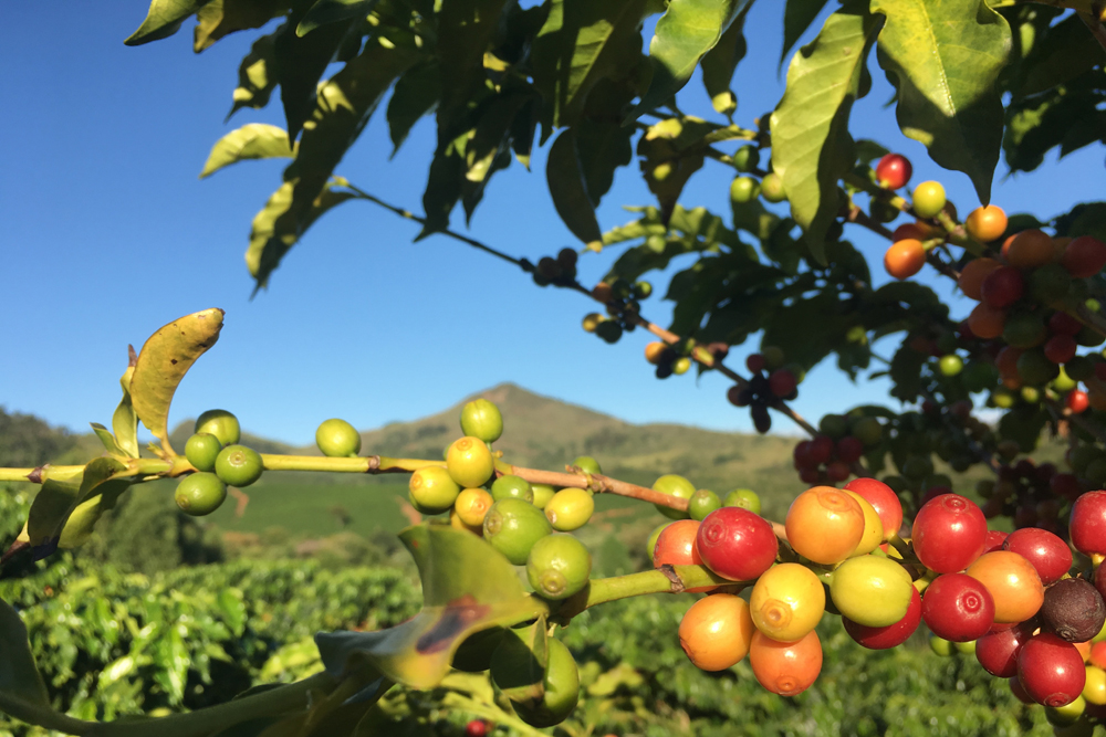 Coffee Plants