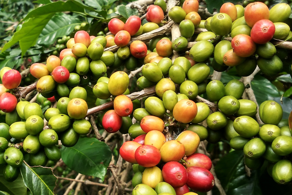 Coffee Plants