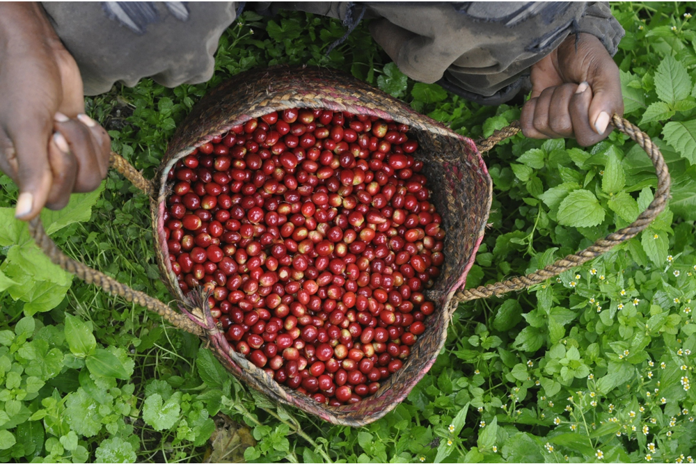 Coffee Harvest